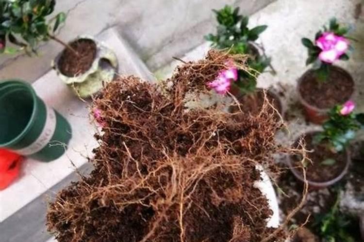 开春茉莉花怎么换盆长新芽更快