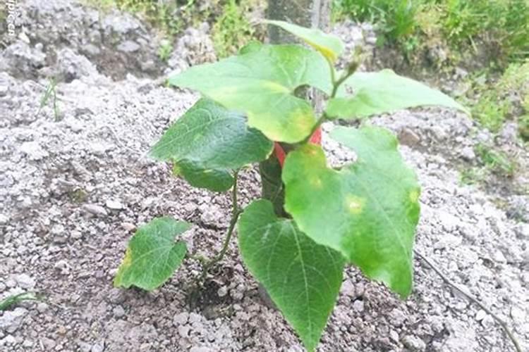 罗汉怎样旺枝生根？
