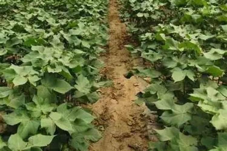 果树施硼肥怎么操作？果树施硼肥有什么用？