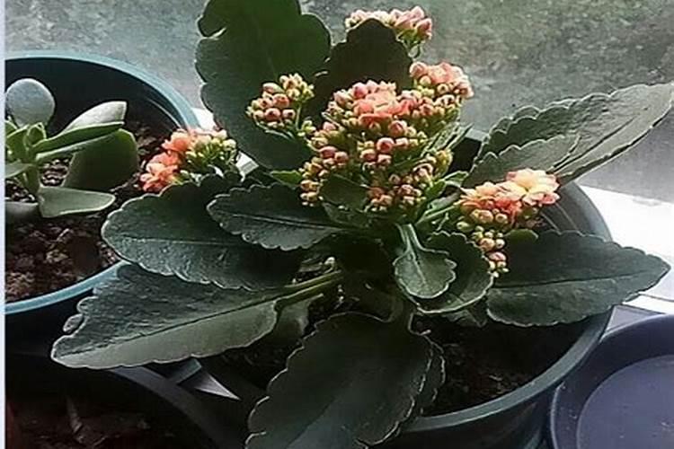 正在开花的长寿花可以施肥吗