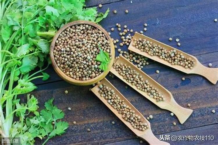 香菜最怕三种肥料