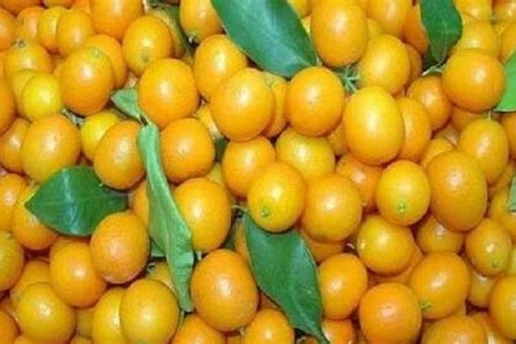 金桔落花后能喷叶面肥磷酸二氢钾吗视频？