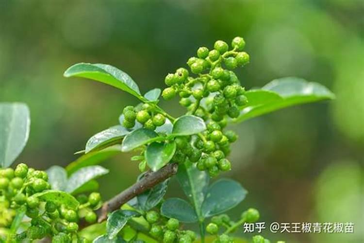 盛产花椒树现在能在根部冲施什么肥料？