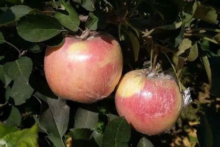 兰花出花苞后该如何浇水和施肥,怎么养护