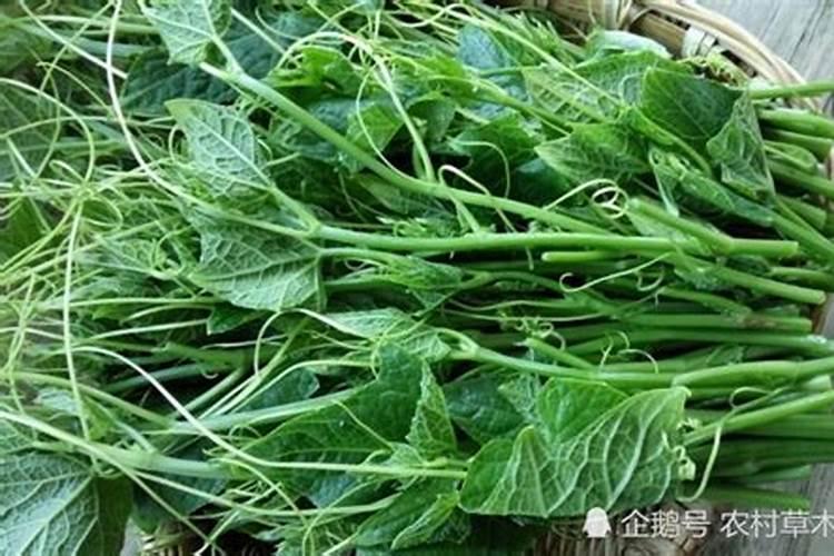 黄瓜苗什么时候施肥 黄瓜苗的施肥时间