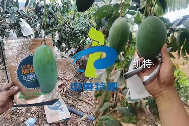 如何使用微量元素及钙肥促进保果？