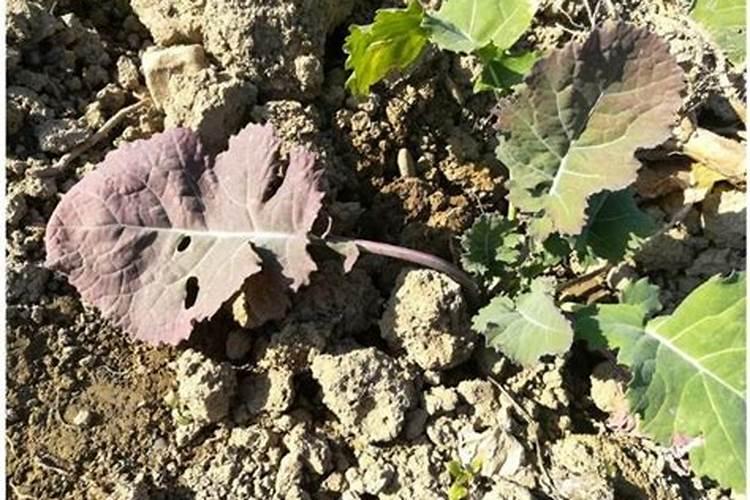 豆类蔬菜有哪些品种 豆科蔬菜品种名称大全(图片)