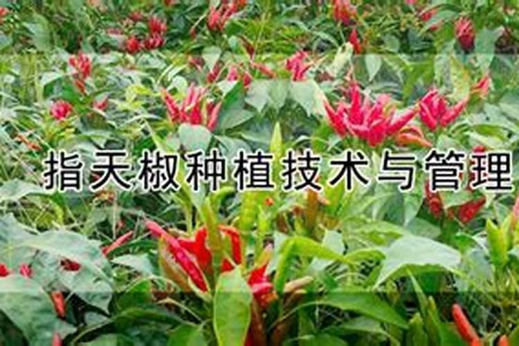 指天椒想要高产需要掌握哪些种植技术 养护方法总结