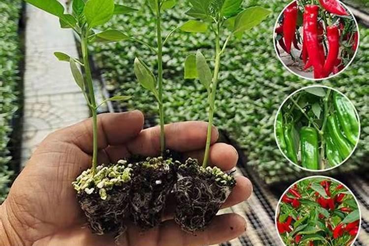 泰国指天椒种植技术
