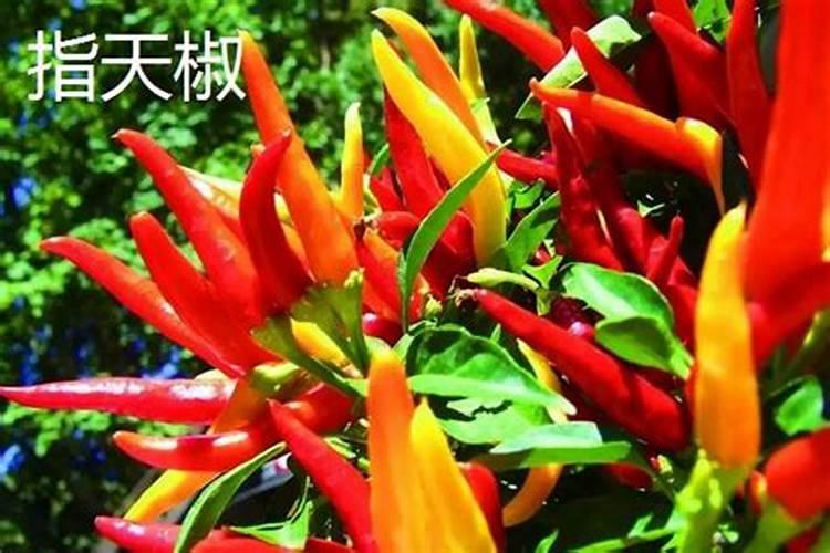 指天椒想要高产需要掌握哪些种植技术 养护方法总结