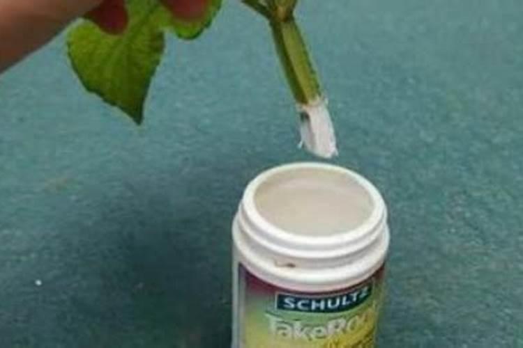 红糖做生根肥配方 生根肥怎样正确使用