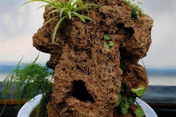 铁线蕨怎么养才长得好 上水石种植物用不用土