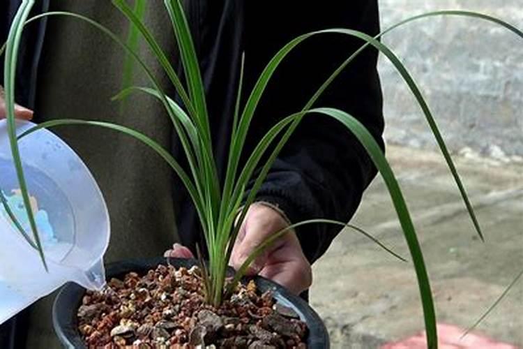 栀子花用什么肥料最好