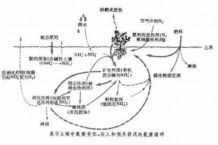什么东西可以当养花的肥料呢 养花的氮肥有哪些