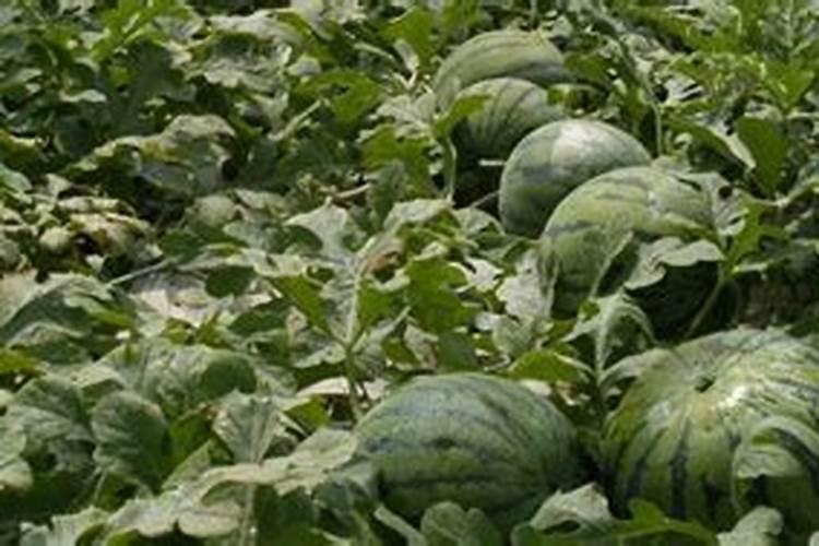 种西瓜用什么肥料好