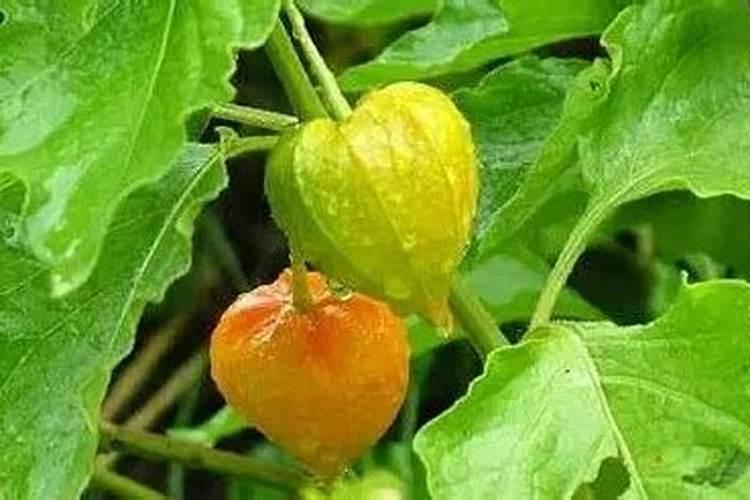 菇娘的种植与栽培技术