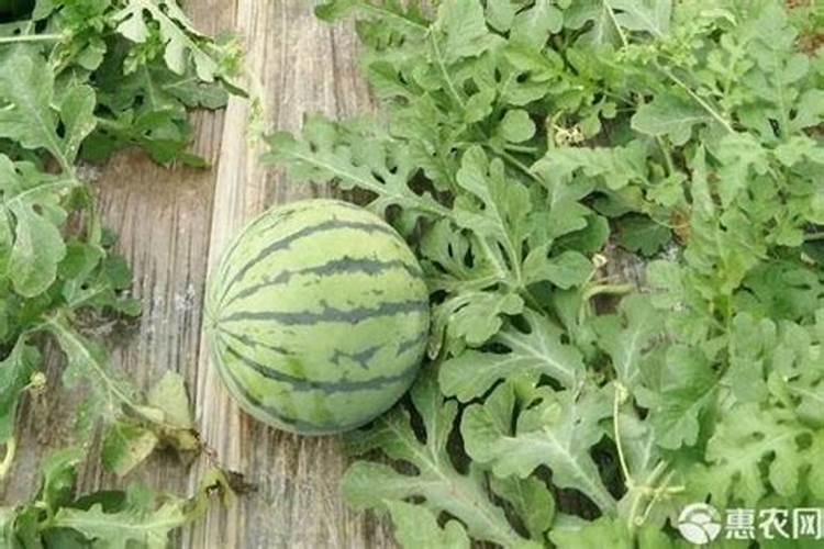 糖化硼能用在有机蔬菜上吗？