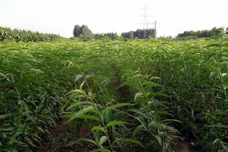 桃子在菜摘前啥时下冲施肥