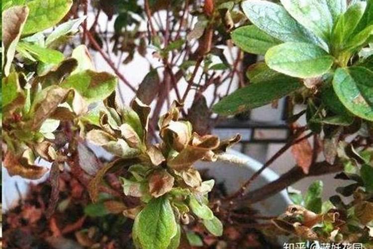 栀子月季杜鹃花……养一回死一回？学这1招,连开3个月!