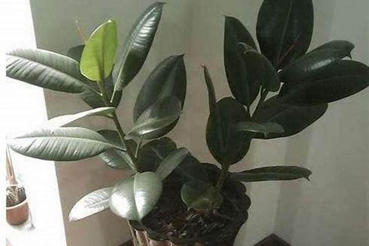 橡皮树怎样施肥