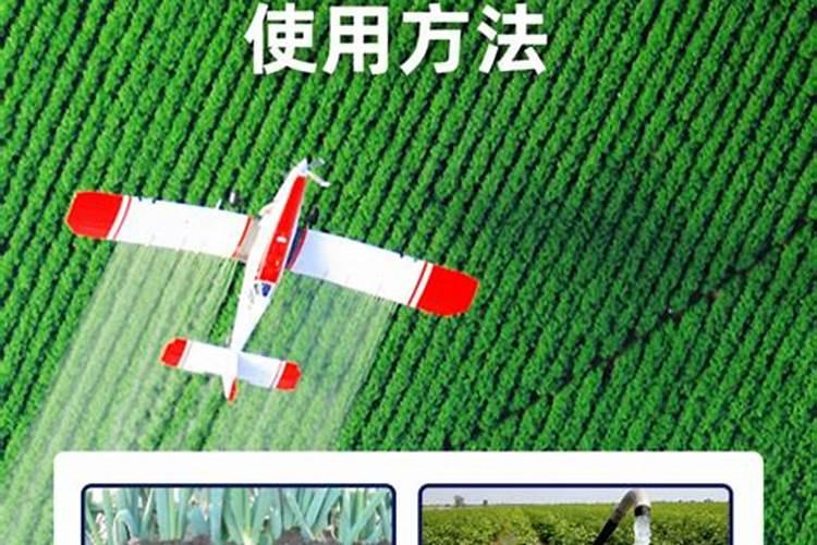 田植养482的种植效果怎么样？