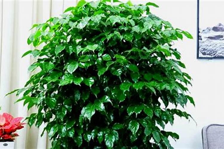 幸福树施肥方法