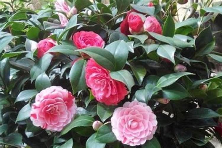 茶花打花苞时怎样施肥
