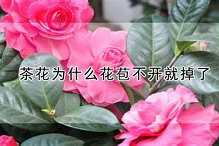 茶花打花苞时怎样施肥