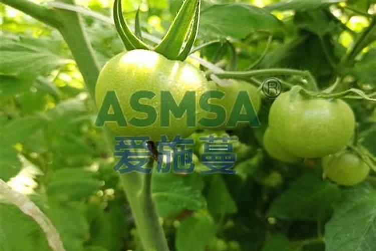 西红柿挂果后施什么肥好 施肥方法有哪些