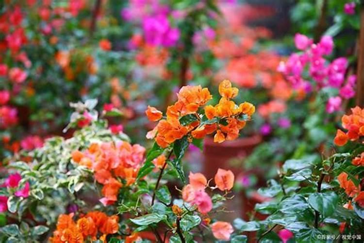 家庭养花想促进植物开花用什么有机肥？