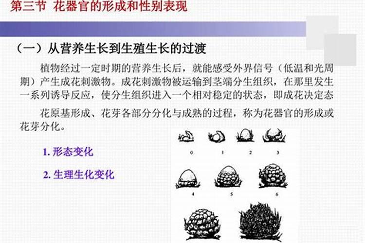 南方种植苹果树的方法是什么？