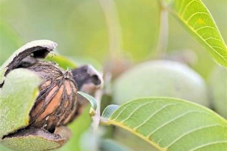 磷酸二氢钾和芸苔素怎么浇灌