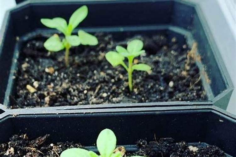 熏衣草花期多久(讲解薰衣草盆栽种植方法)