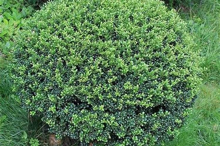 冬青树什么时候种植最佳时机存活率最高呢