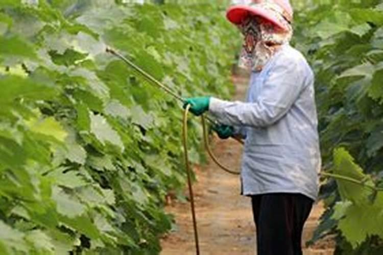 立冬后柑橘怎么管？管理手册请查收