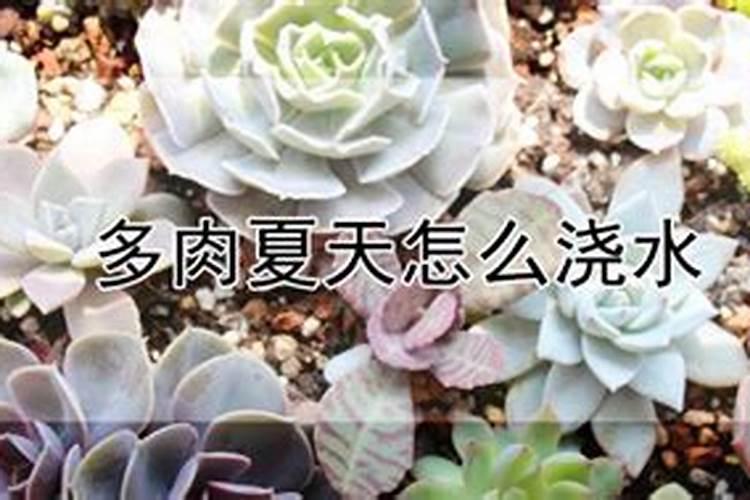 夏天可以给多肉施肥吗 怎么正确的施肥