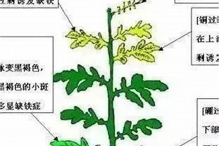 西红柿坐果后应怎样施肥