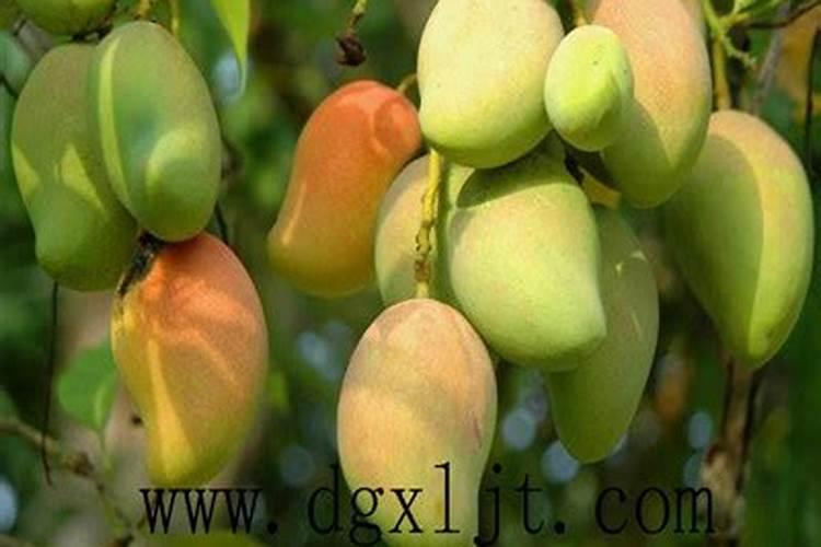 芒果树结果期怎样施肥