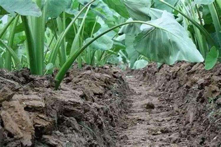 大花蕙兰花期怎样浇水 大花蕙兰怎么浇水施肥