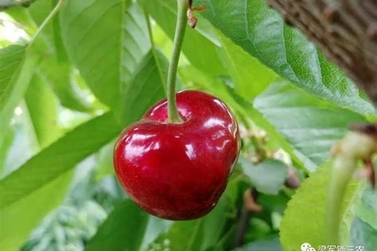 冬季海棠花施肥方法 冬季海棠花怎么施肥