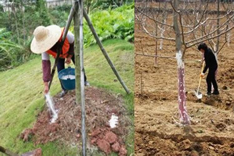菠萝怎样种植