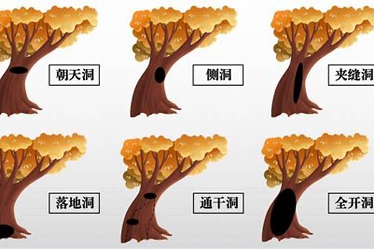 凤梨的养殖方法