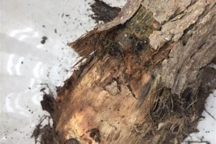 菠萝怎么种植？