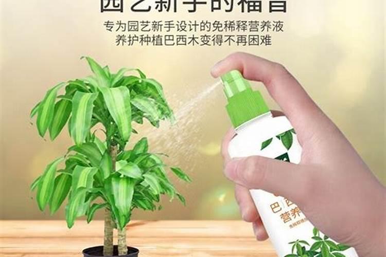 巴西木如何养殖才好