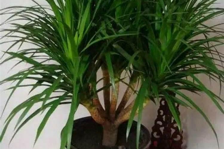 我种的西红柿开了花,花就掉了,不结果,不知道怎么回事？