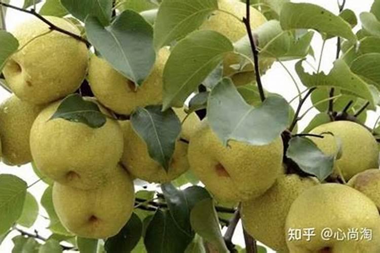 酥梨铁头病怎么预防？