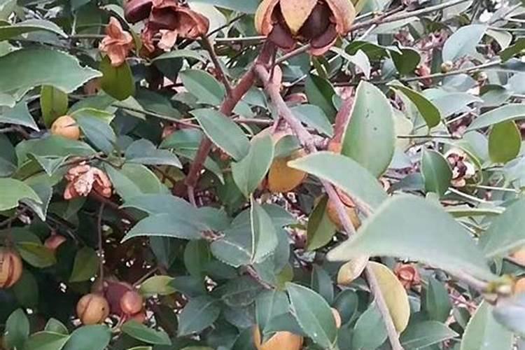 油茶树施什么肥长得快