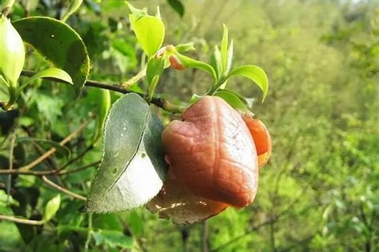 油茶树用什么肥料比较好油茶树用什么肥料比较好油茶树施什么肥比较...