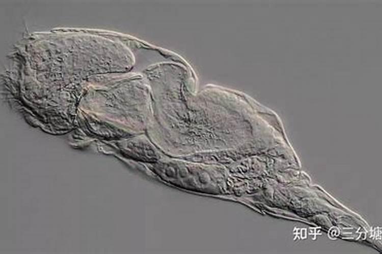 水深能养出轮虫吗