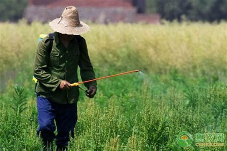 除草剂几天后可以喷除虫剂吗